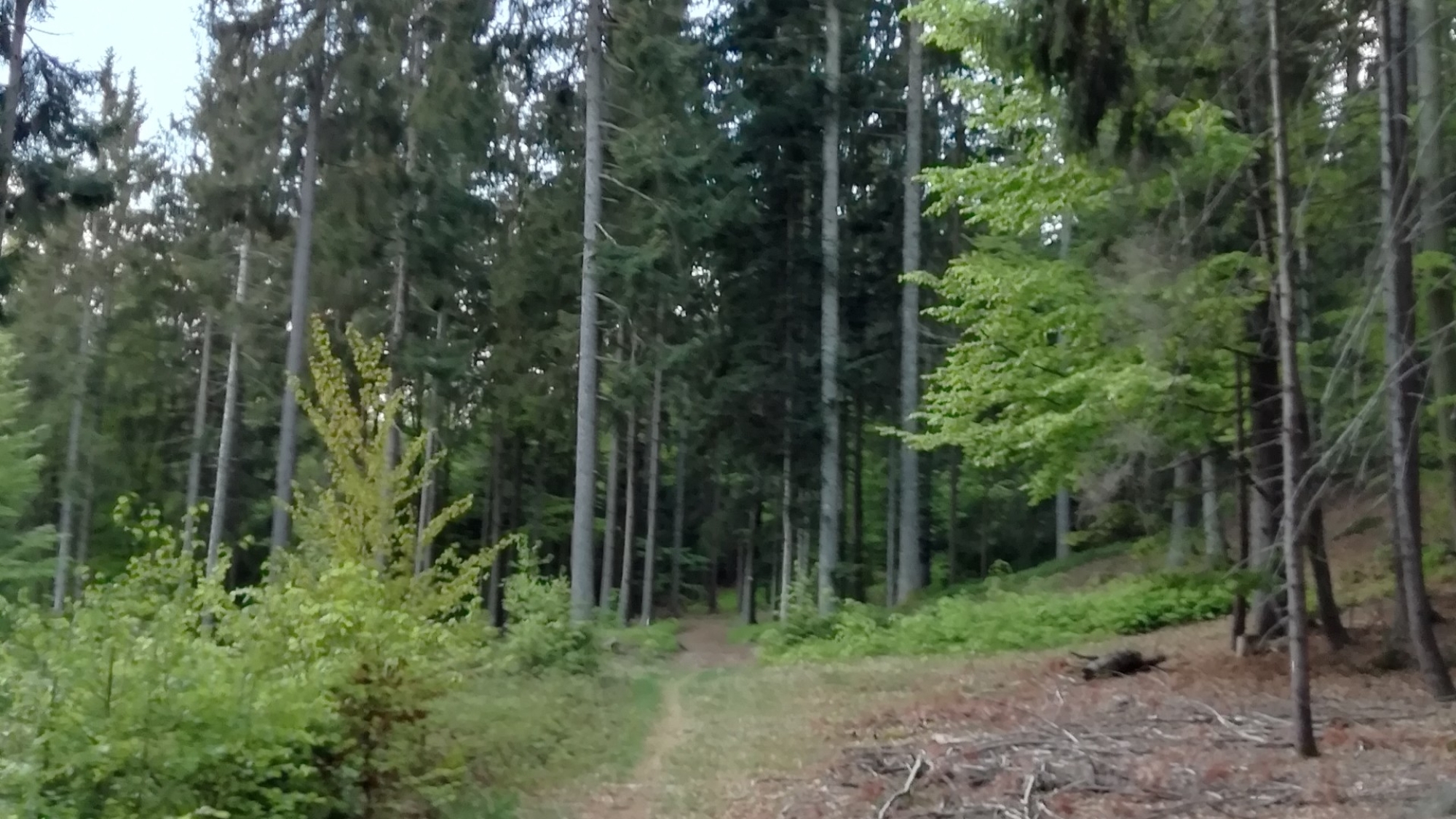 Waldweg bei Waldmann
