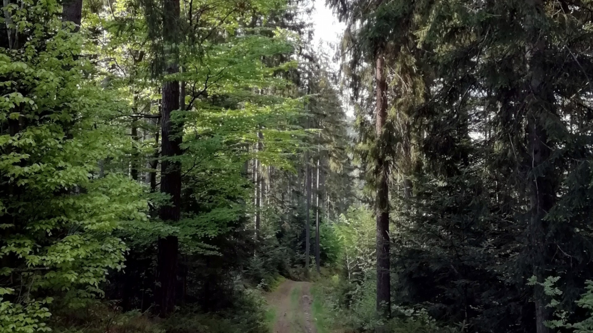 Waldweg in das Bergdorf Rabenstein