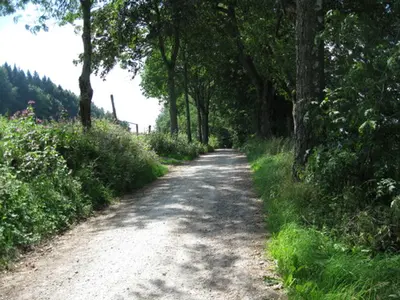 Buchenauer Runde Nr. 14