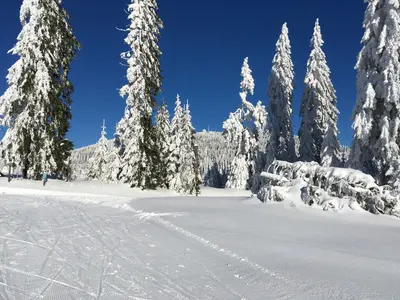 Bodenmaiser Auerhahnloipe (Rot 15 km) Klassik