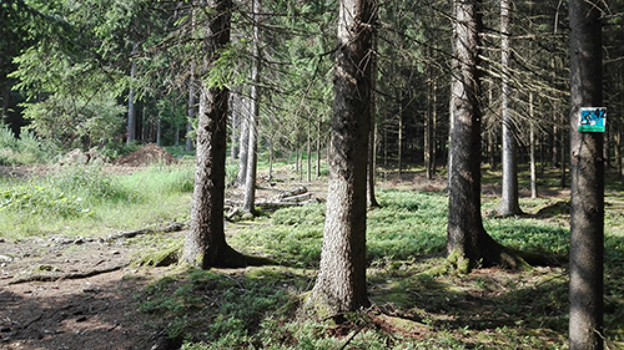 Trailpassage hinauf nach Frath