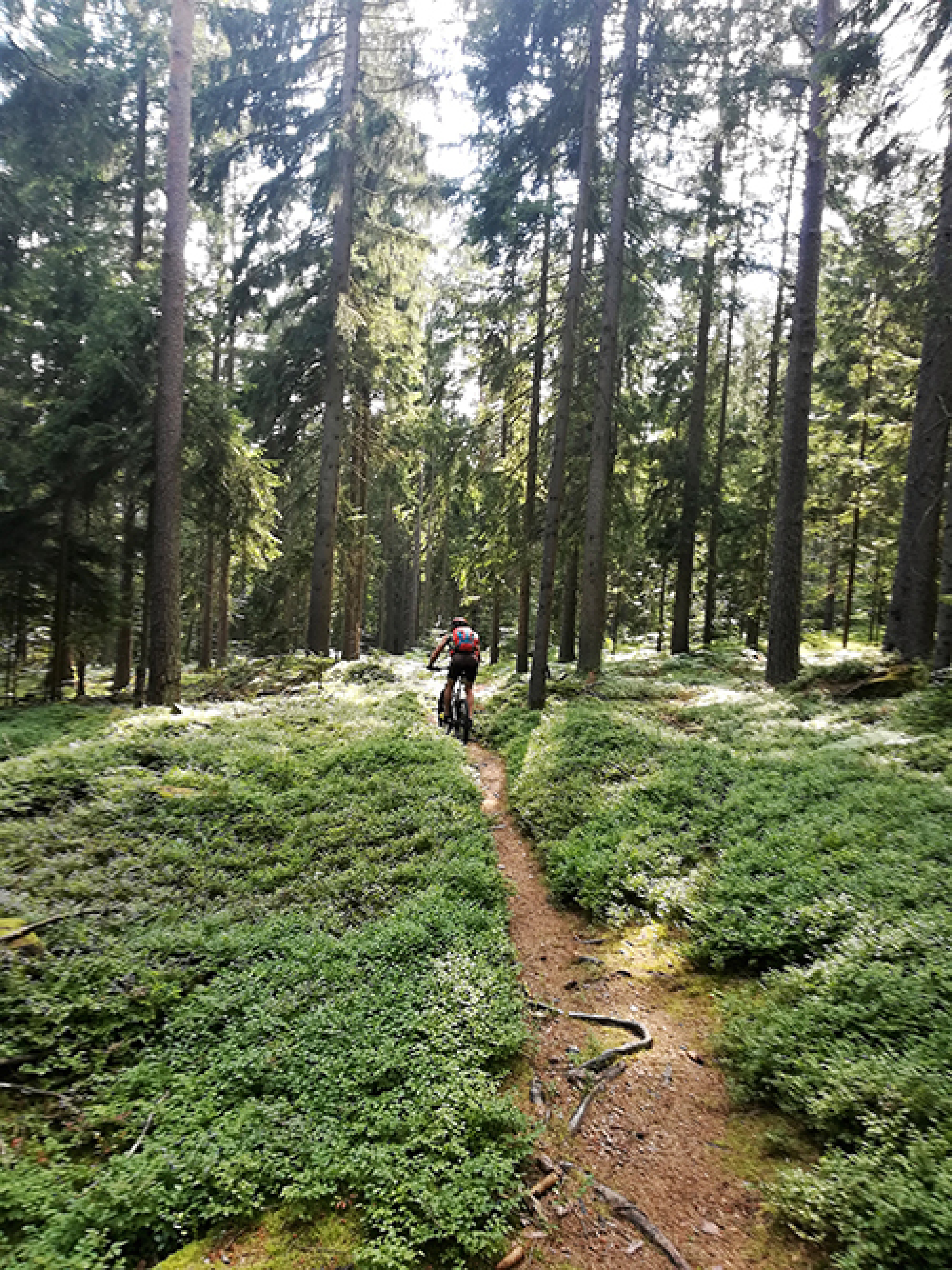 Heidelbeertrail