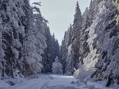 Skiwanderzentrum Zwieslerwaldhaus - Loipe Grün