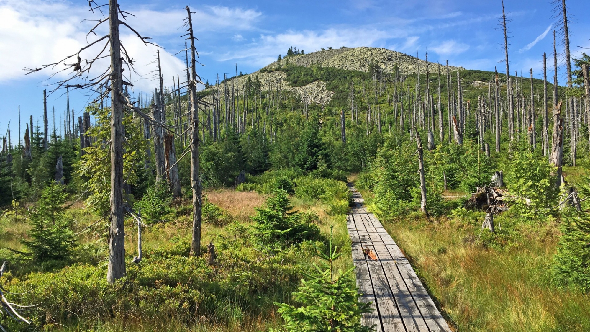 Weg zum Lusen