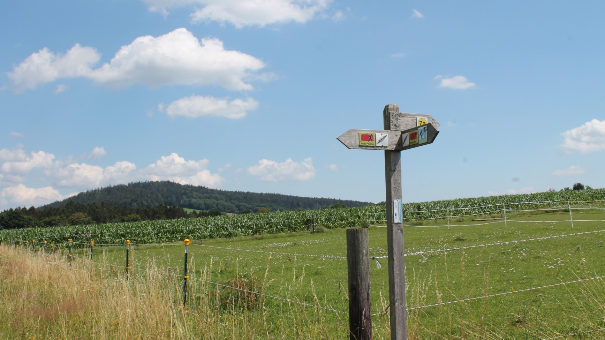 Auf dem Wanderweg Farn Richtung bei Grafenau