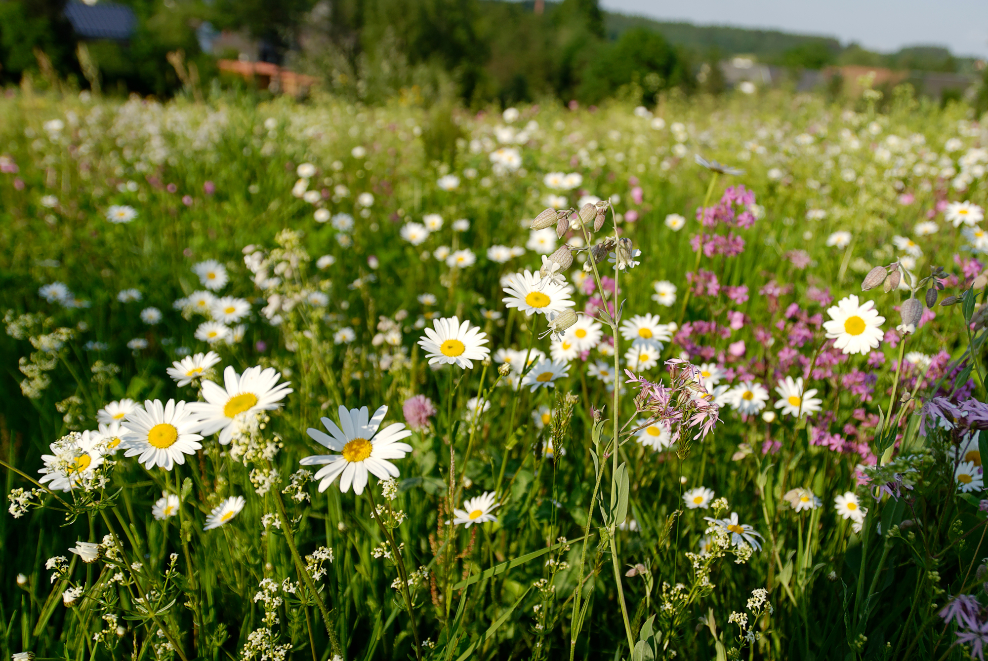 Röslau Blumenwiese
