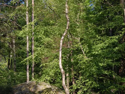 Rundwanderweg 1 Selb