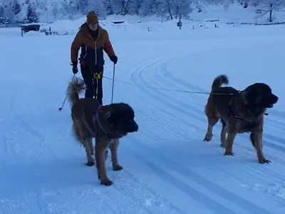 Böckstein Hundeloipe Ullmannwiese