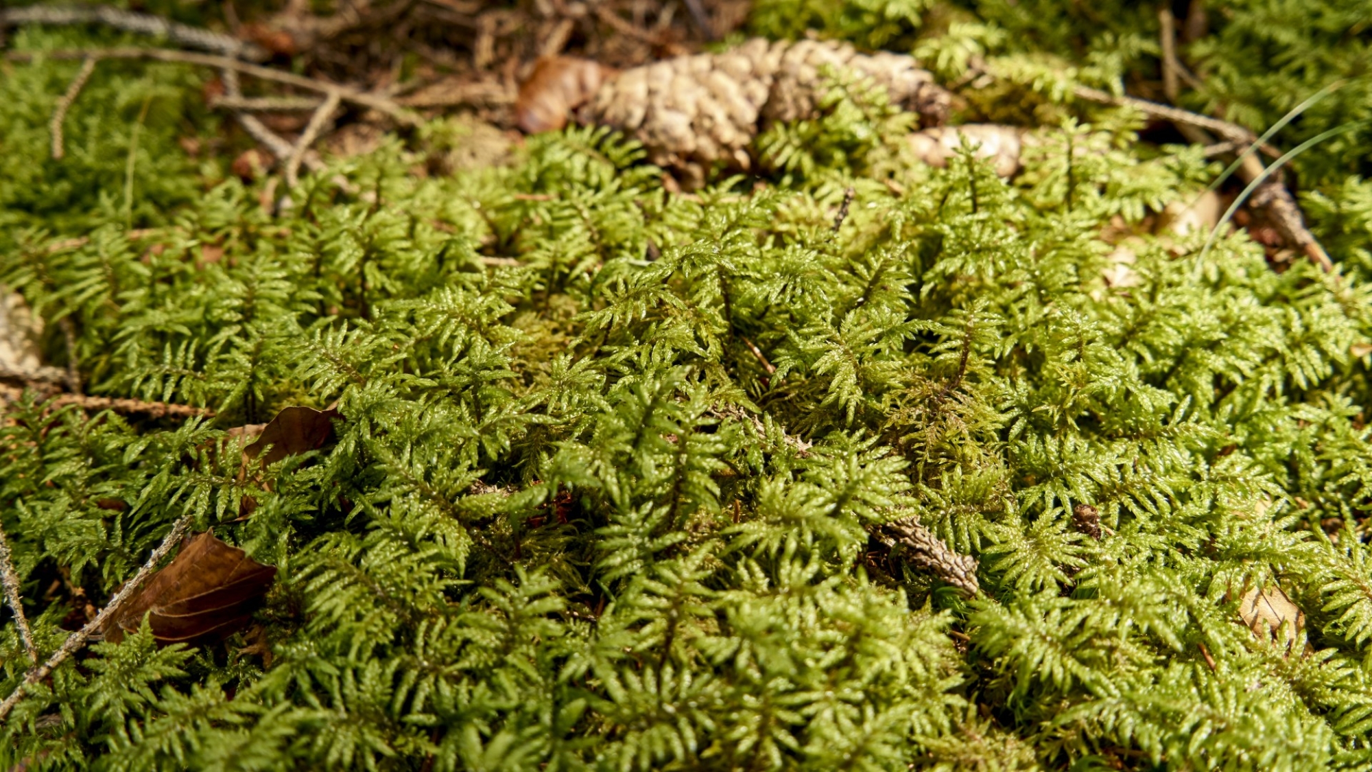 Unterwegs im Wald