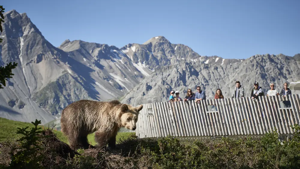 Bär im Arosa Bärenland