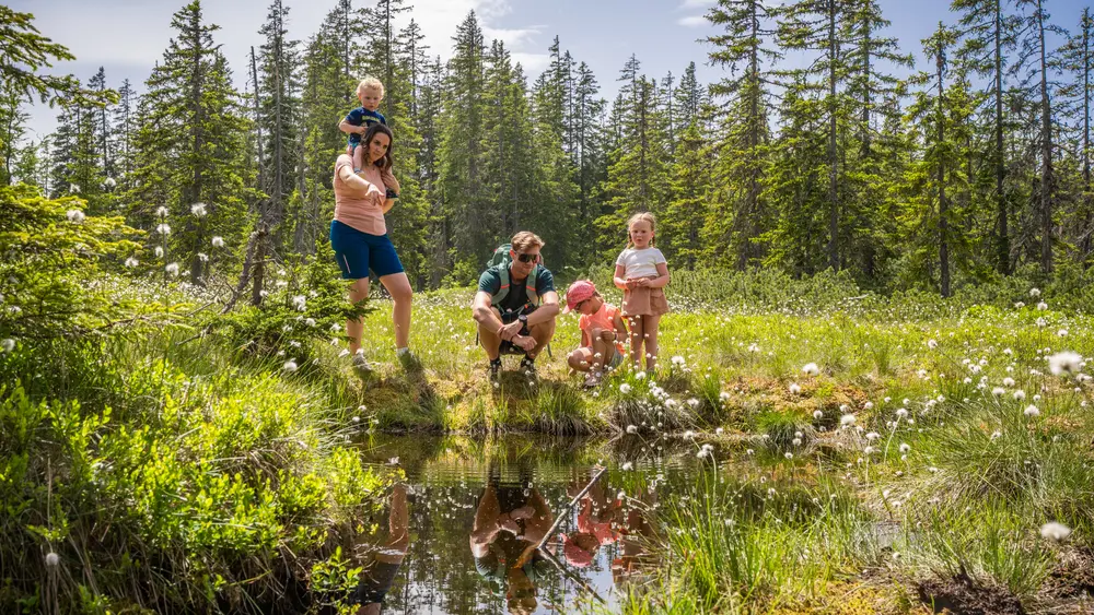 Naturlabor FILZ&MOOR am Rossbrand