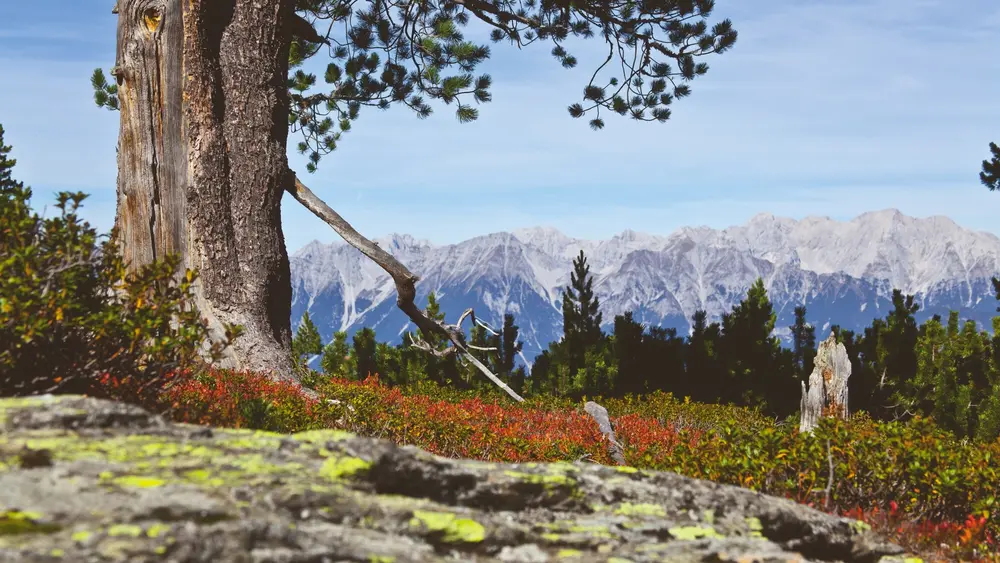 Ob zur Almrosenblüte im Frühsommer oder wenn sich im Herbst die Bäume verfärben - der Zirbenweg hoch über Innsbruck lädt zu einmaligen Naturerlebnissen
