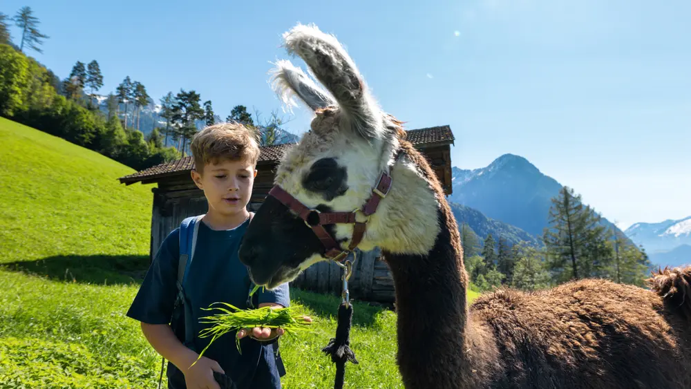 Lama- und Alpakatrekking in Liechtenstein
