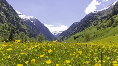 Blühende Frühlingswiese im Seidlwinkltal