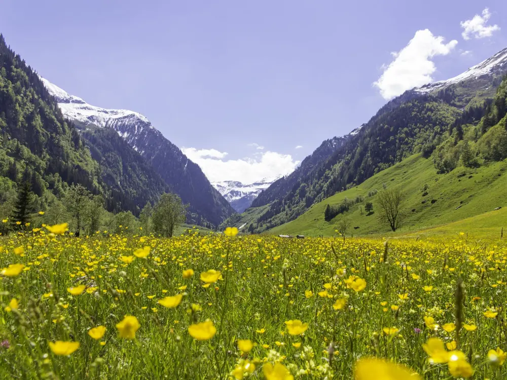 Blühende Frühlingswiese im Seidlwinkltal