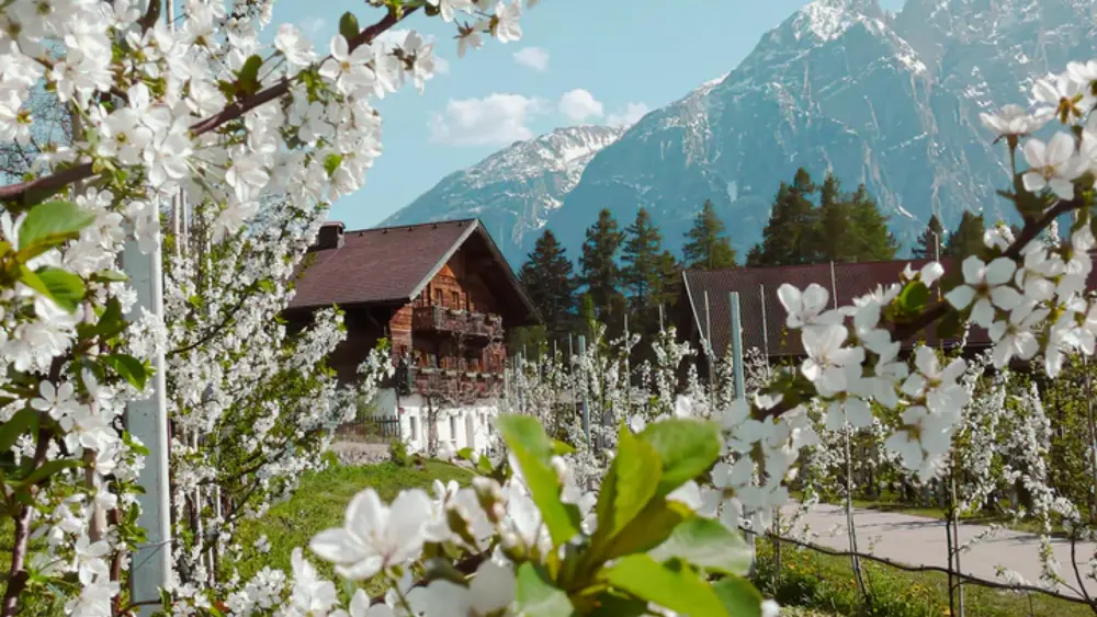 Obstgärten vor der Kuenz Naturbrennerei