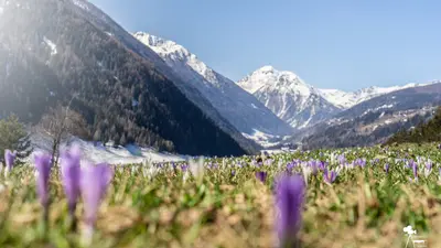 Frühling im Ultental