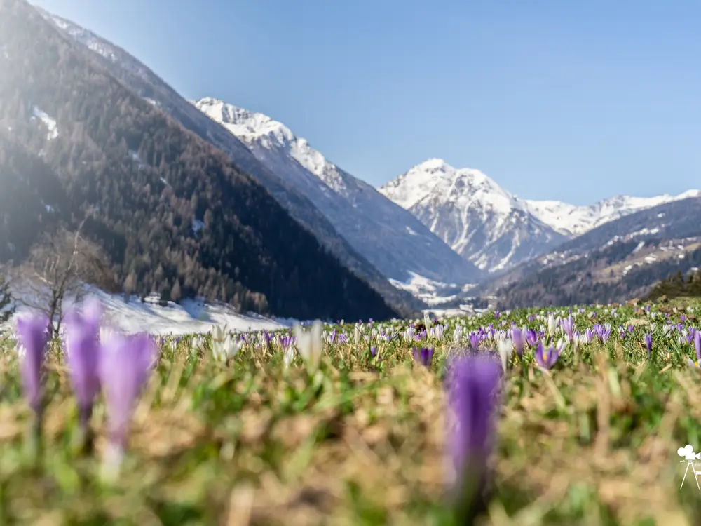 Frühling im Ultental