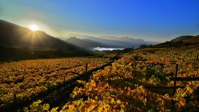 Weinherbst in der Region Südtiroler Weinstraße