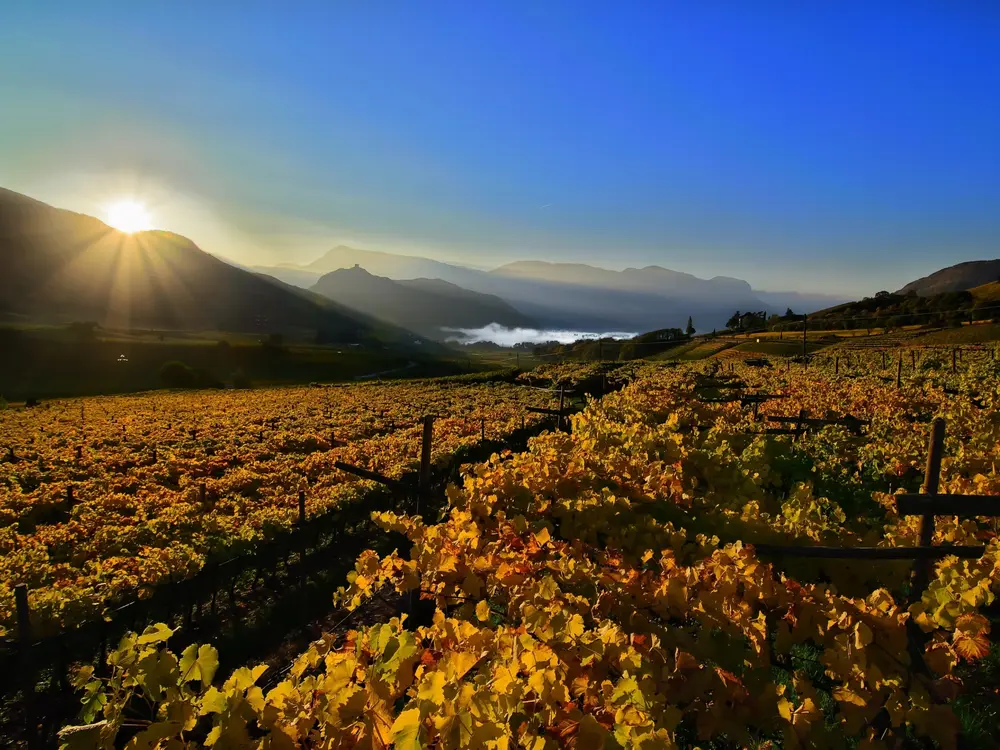Weinherbst in der Region Südtiroler Weinstraße