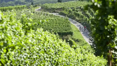 Wine & Bike in Kaltern
