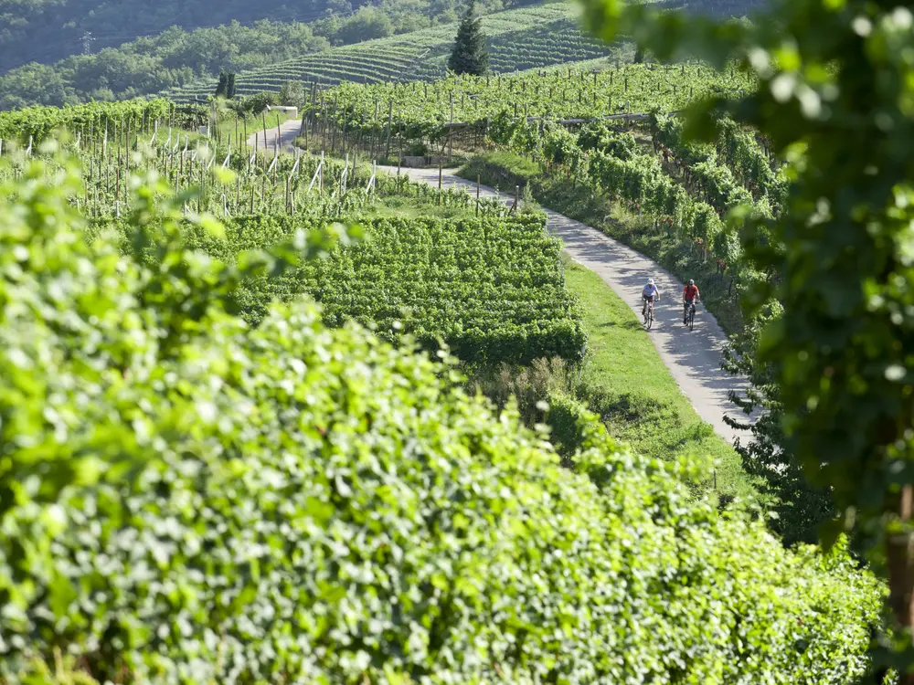 Wine & Bike in Kaltern