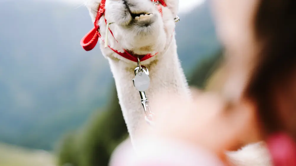 Lamawanderung Almrosen in der Region Hohe Salve