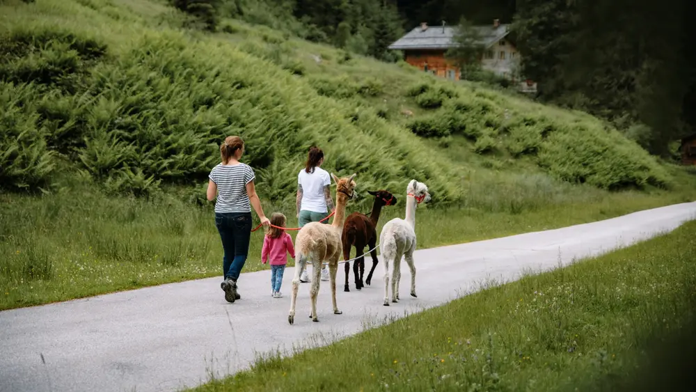 Lamawanderung Almrosen in der Region Hohe Salve