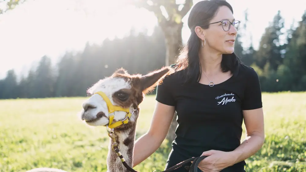 Strillinger Alpakas in der Region Hohe Salve