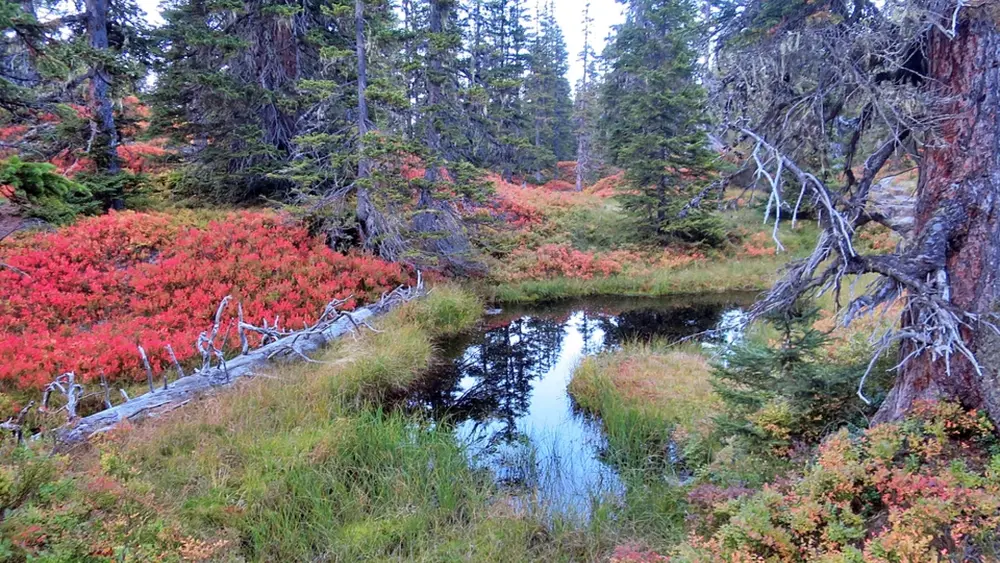 Rauriser Urwald im Nationalpark Hohe Tauern