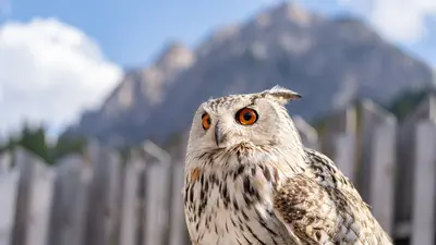 Owl Park San Vigilio