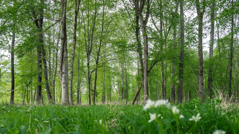 Natur Genießen in der Antheringer Au