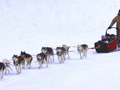 Hundeschlitten im Schnee © OT Sixt Fer à Cheval