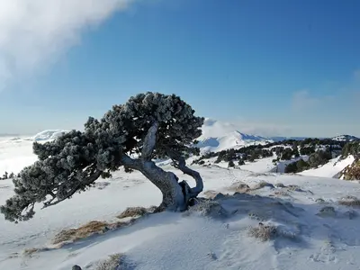 Ausblick bei einer Schneeschuhwanderung in Monts Jura © Monts Jura