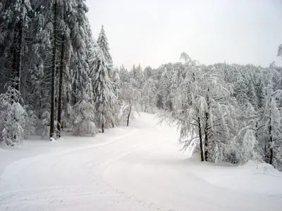 Piste © Wintersportverein Brotterode