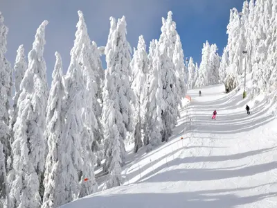 Blick auf eine Piste im Skigebiet Cypress Mountain © Cypress Mountain