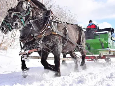 Fahrt mit dem Pferdeschlitten © Seven Springs Mountain Resort