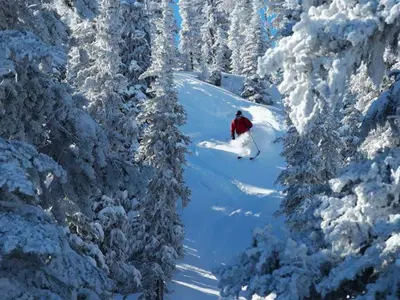 Fahrt durch den frischen Tiefschnee © Mission Ridge Ski & Board Resort