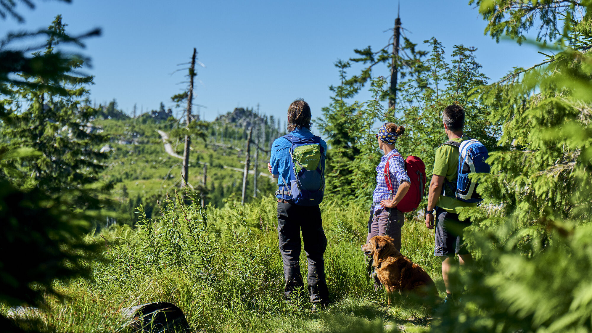 Wanderer auf dem Goldsteig