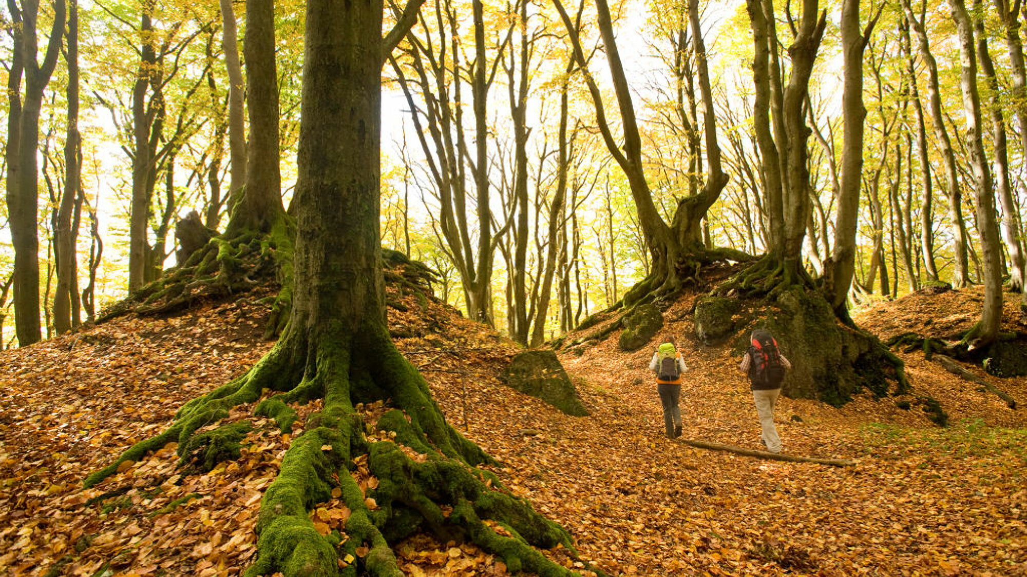 Beeindruckende Baumwurzeln auf dem Eifelsteig