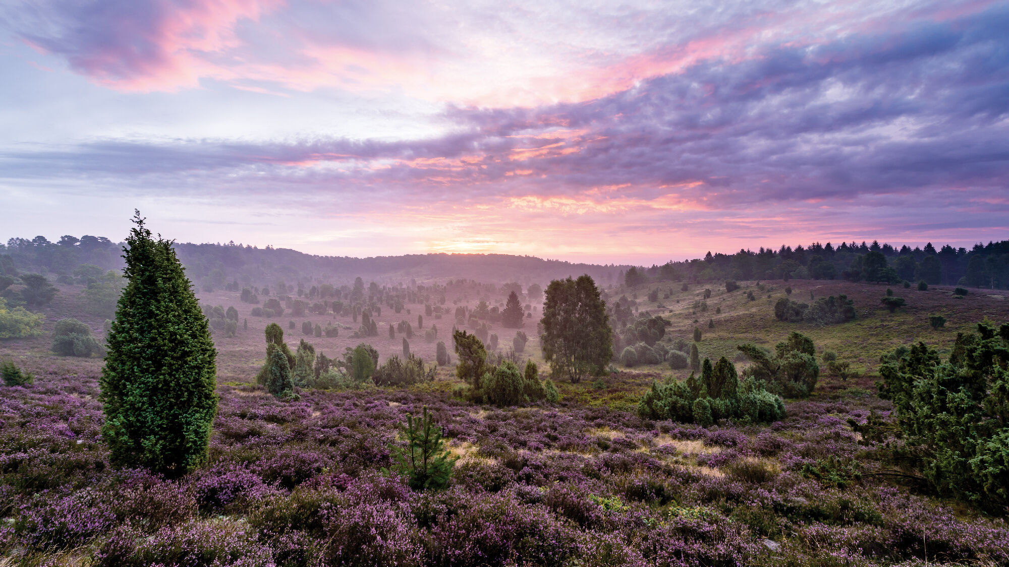 Lüneburger Heide Totengrund 