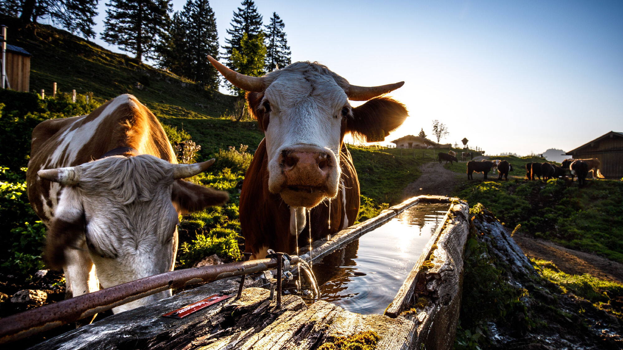 Ländliche Idylle im Chiemgau