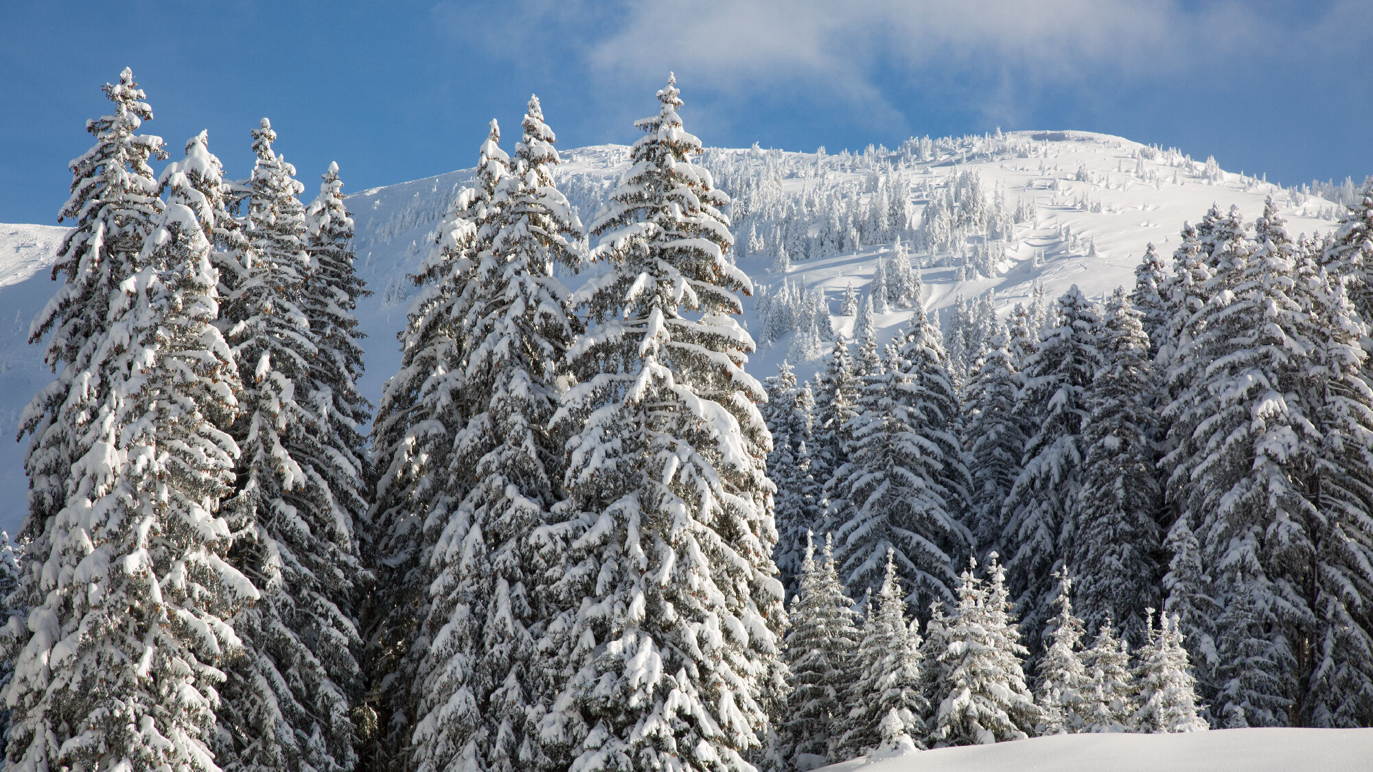 Verschneite Bäume in Kitzbühel
