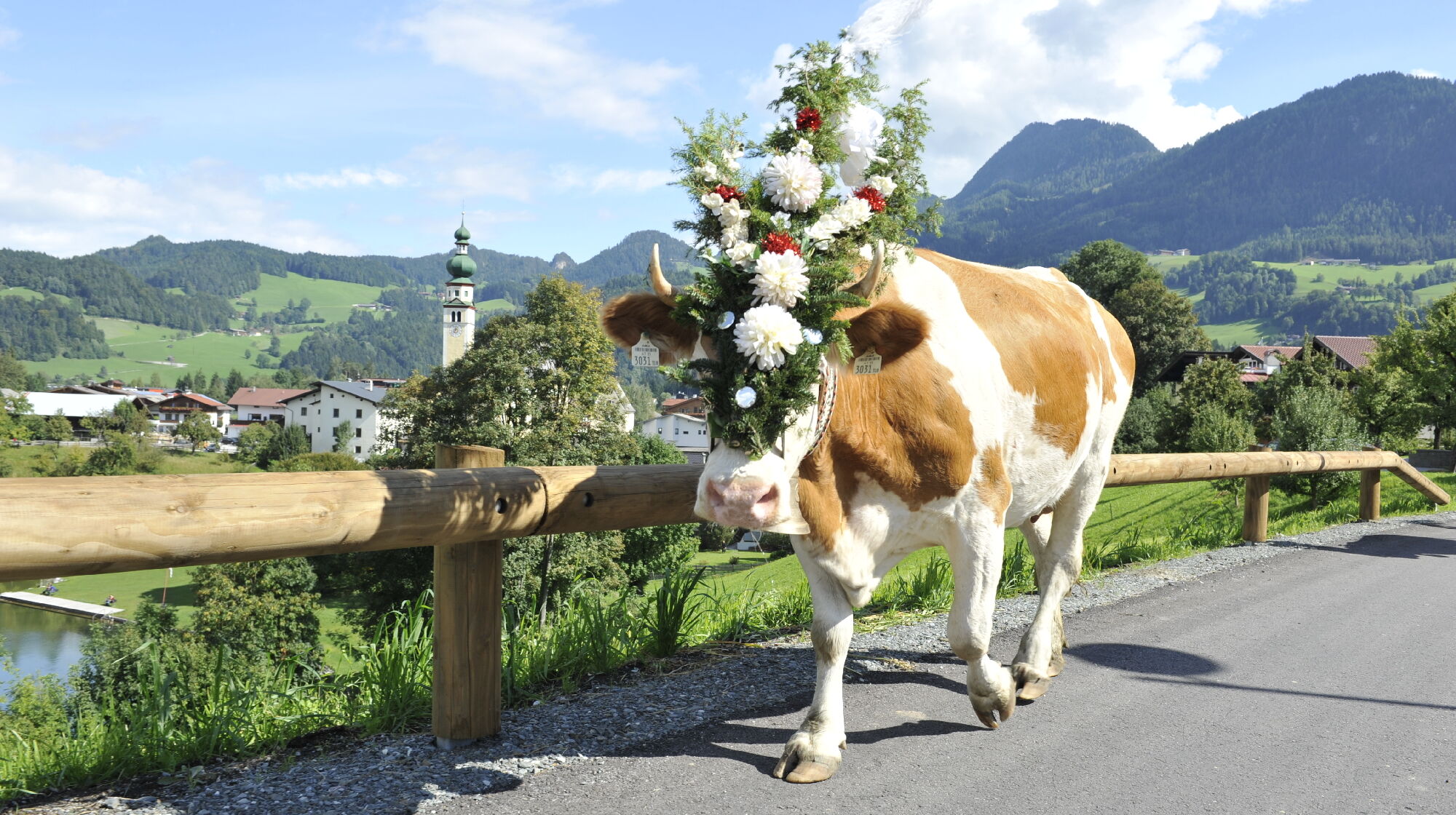 Festlich geschmückte Kuh