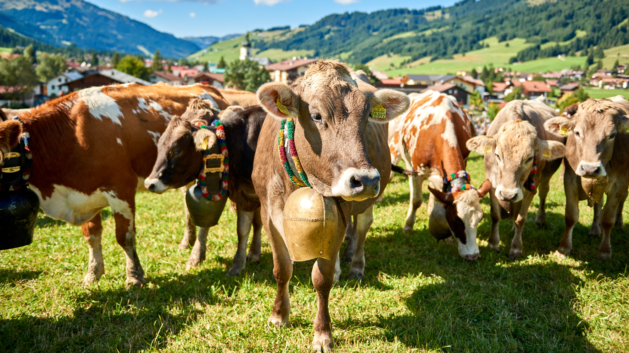 Almabtrieb im Tannheimer Tal