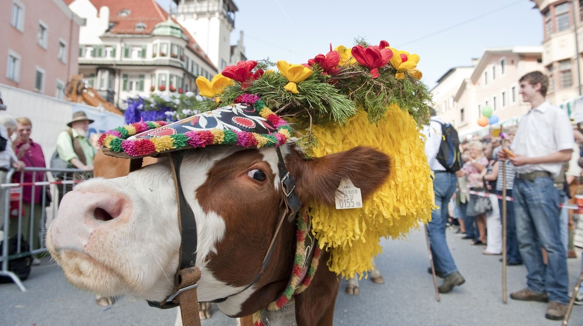Almabtrieb in Kufstein