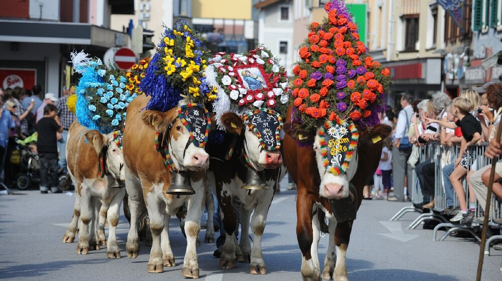 Festlich geschmückte Kühe
