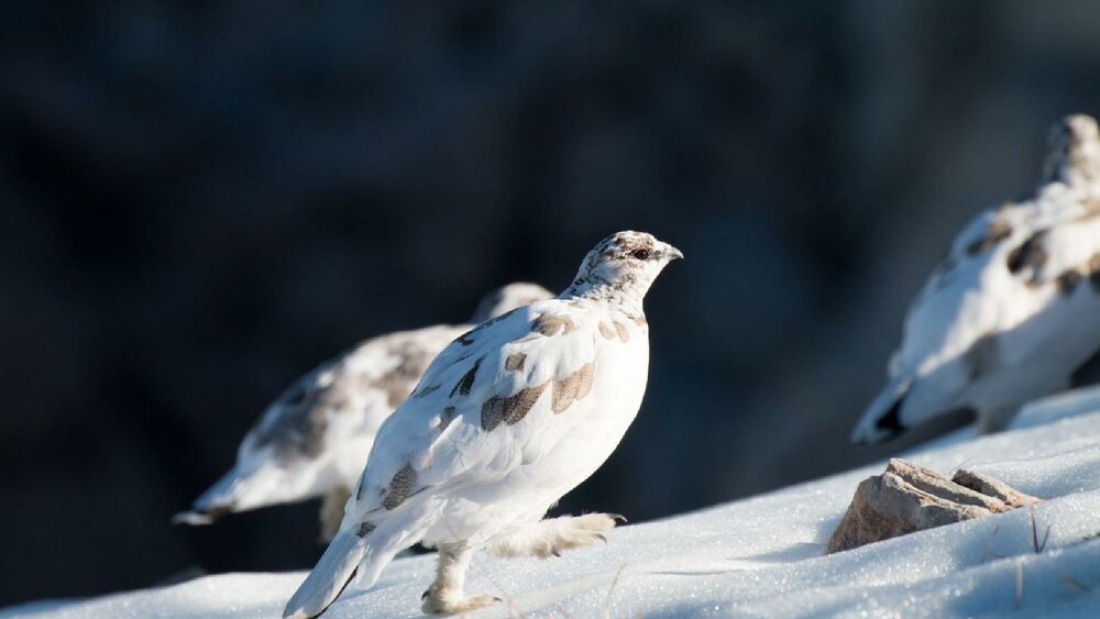 Schneehühner in ihrem natürlichem Lebensraum - den Bergregionen der Alpen