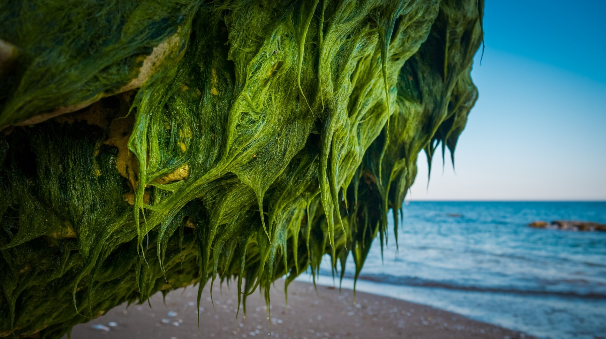 Algen sind ein wichtiger Bestandteil der Thalasso-Therapie