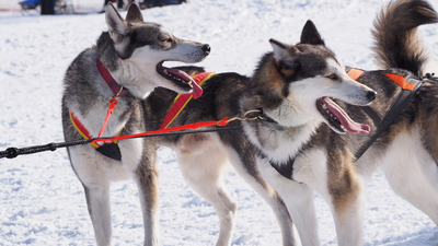 Artikelbild: Internationales Schlittenhunderennen in Todtmoos